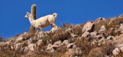 Z expedice do Chile (nejen) za zatměním Měsíce 16. května 2022. Foto: Petr Horálek/FÚ v Opavě. Z expedice do Chile (nejen) za zatměním Měsíce 16. května 2022. Foto: Petr Horálek/FÚ v Opavě.